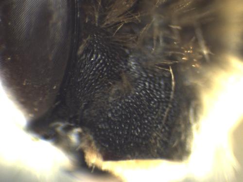 Eucera longicornis
